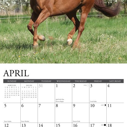 Willow Creek American Quarter Horse Kalender 2026