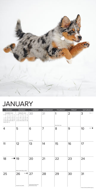 Willow Creek Australian Shepherd Kalender 2026