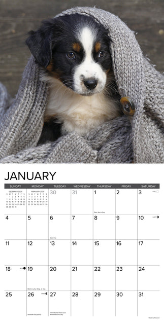Willow Creek Australian Shepherd Puppies Kalender 2026