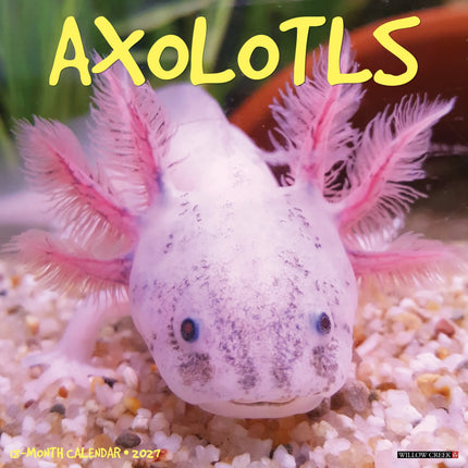 Willow Creek Axolotls Kalender 2027
