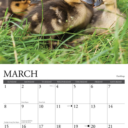Willow Creek Baby Dieren Kalender 2027