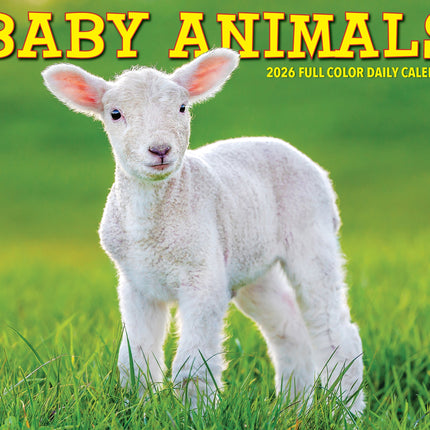 Willow Creek Baby Dieren Scheurkalender 2026 Boxed