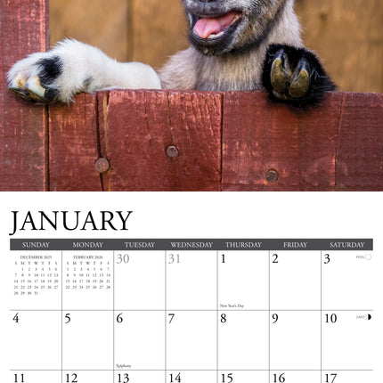 Willow Creek Baby Geitjes Kalender 2026