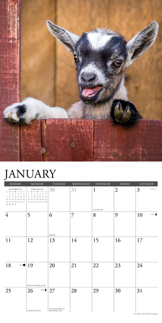 Willow Creek Baby Geitjes Kalender 2026