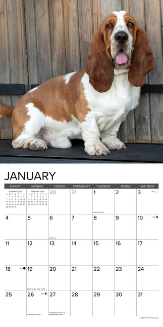 Willow Creek Basset Hound Kalender 2026