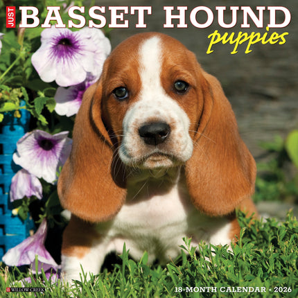 Willow Creek Basset Hound Puppies Kalender 2026