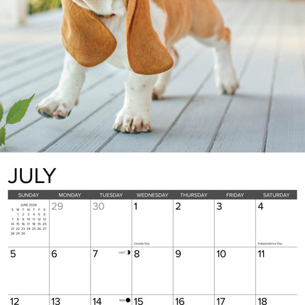 Willow Creek Basset Hound Puppies Kalender 2026