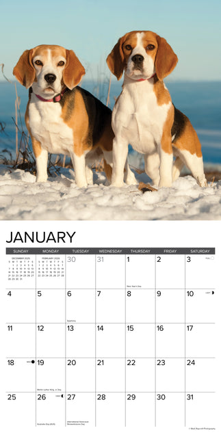 Willow Creek Beagle Kalender 2026