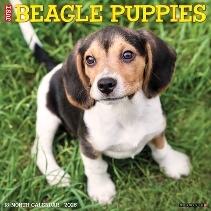 Willow Creek Beagle Puppies Kalender 2026