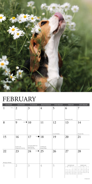Willow Creek Beagle Puppies Kalender 2026
