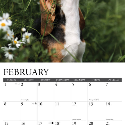 Willow Creek Beagle Puppies Kalender 2027