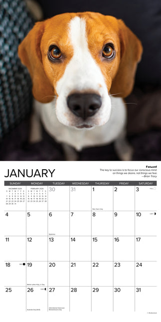 Willow Creek Beagle Rules Kalender 2026