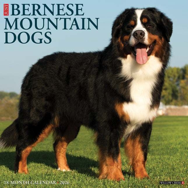 Willow Creek Berner Sennen Kalender 2026