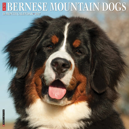 Willow Creek Berner Sennen Kalender 2027