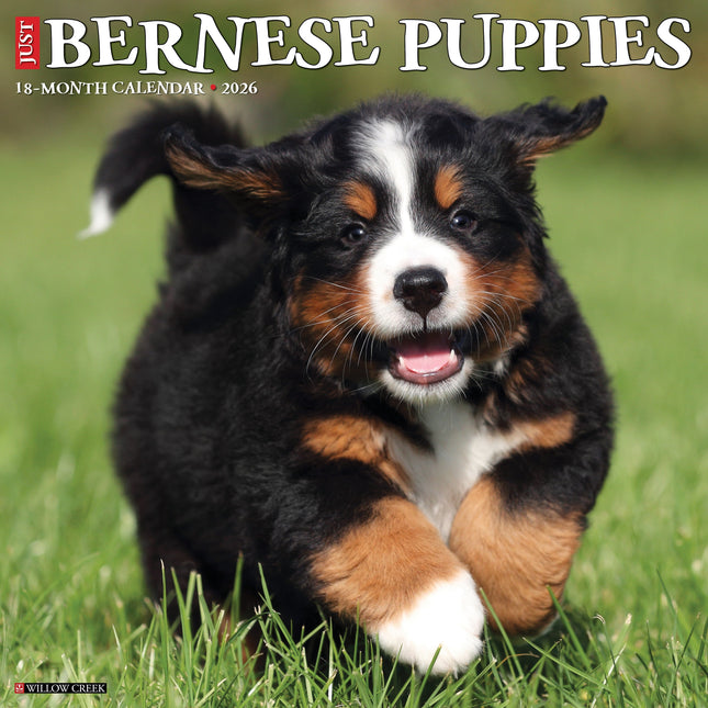Willow Creek Berner Sennen Puppies Kalender 2026