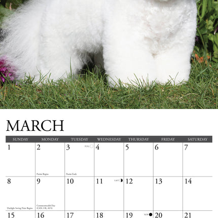 Willow Creek Bichon Frise Kalender 2026