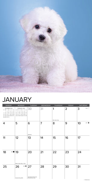 Willow Creek Bichon Frise Puppies Kalender 2026