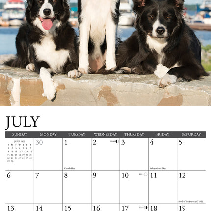 Willow Creek Border Collie Kalender 2025