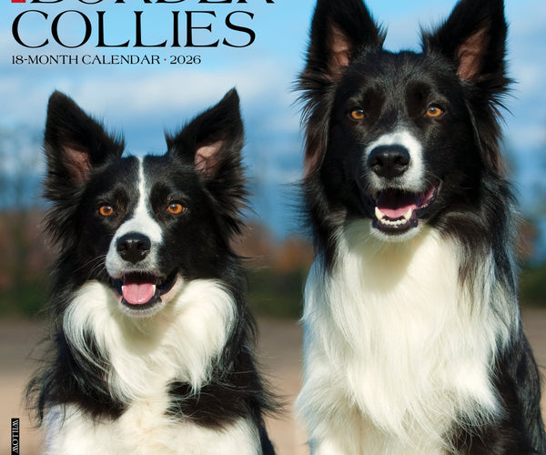 Border Collie Height Border Collie Dog Breed Health And Care PetMD