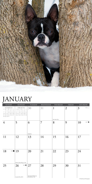 Willow Creek Boston Terrier Kalender 2026