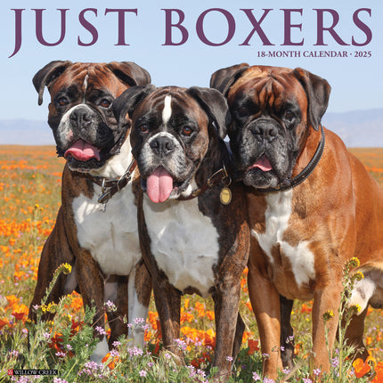 Willow Creek Boxer Kalender 2025