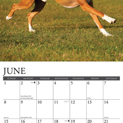 Willow Creek Boxer Kalender 2025