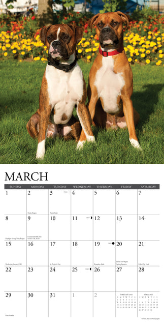 Willow Creek Boxer Kalender 2026