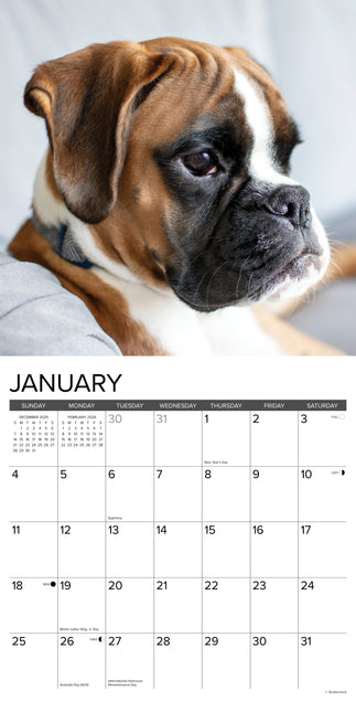 Willow Creek Boxer Puppies Kalender 2026