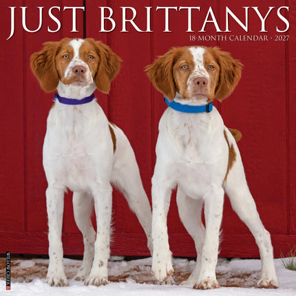 Willow Creek Brittany Spaniel Kalender 2026