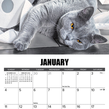 Willow Creek Cat-astrophe Kalender 2026 Mini