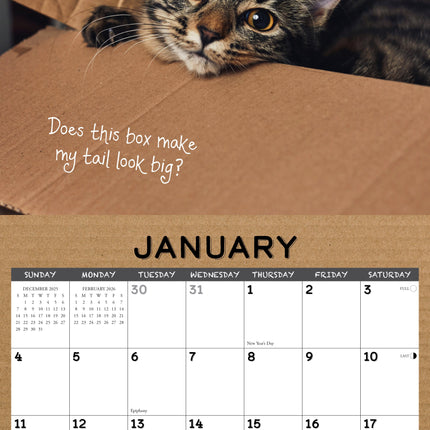Willow Creek Cat in a Box Kalender 2026