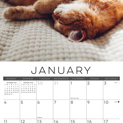 Willow Creek Cat Naps Kalender 2026