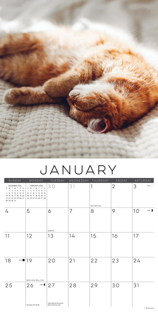 Willow Creek Cat Naps Kalender 2026