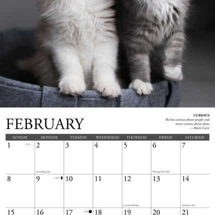 Willow Creek Cat Rules Kalender 2026