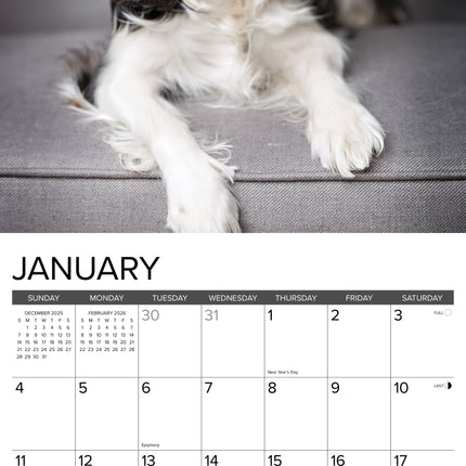 Willow Creek Cavalier King Charles Spaniel Kalender 2026