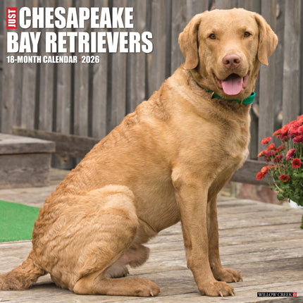Willow Creek Chesapeake Bay Retriever Kalender 2026