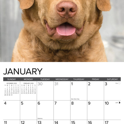 Willow Creek Chesapeake Bay Retriever Kalender 2026