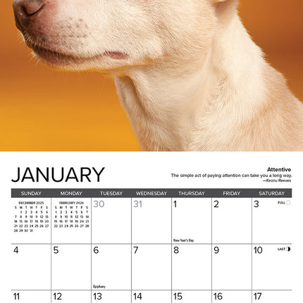 Willow Creek Chihuahua Kalender 2026 Mini