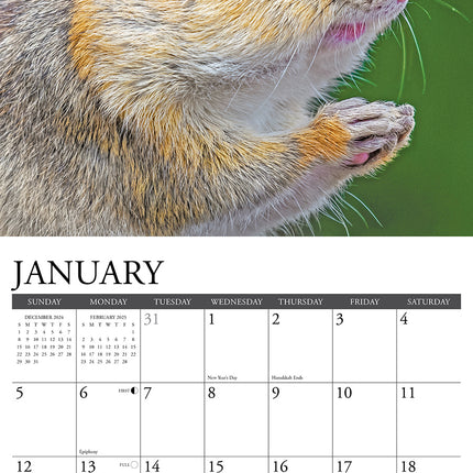 Willow Creek Chipmunks Kalender 2025