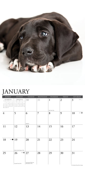 Willow Creek Duitse Dog Puppies Kalender 2026