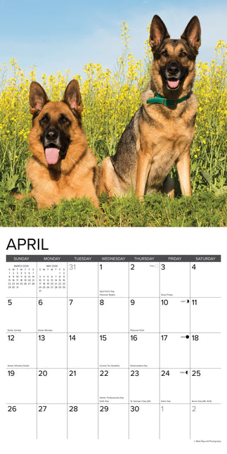 Willow Creek Duitse Herder Kalender 2026