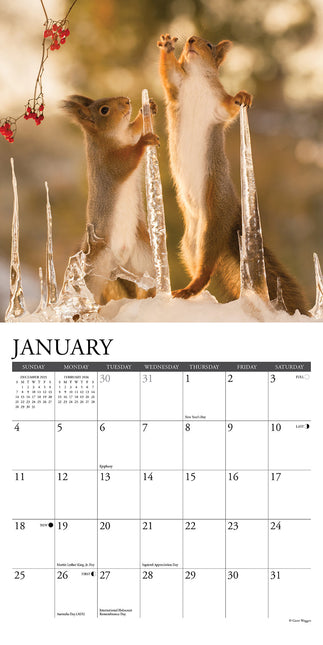 Willow Creek Eekhoorn Kalender 2026 Mini