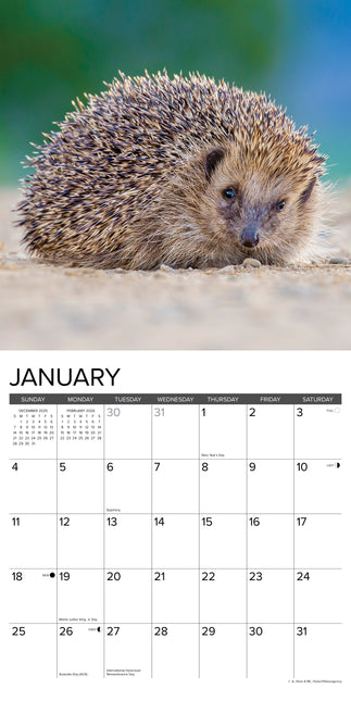Willow Creek Egel Kalender 2026