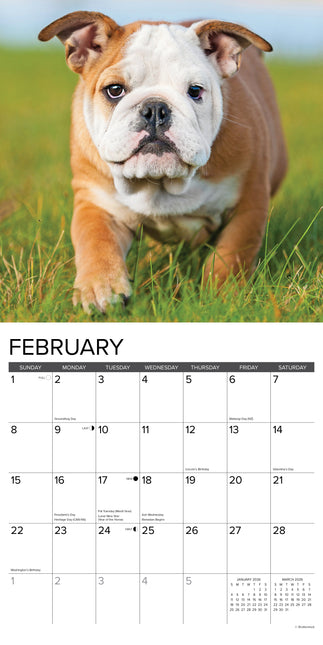 Willow Creek Engelse Bulldog Puppies Kalender 2026