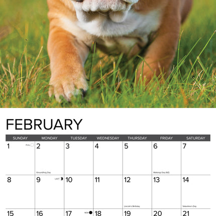 Willow Creek Engelse Bulldog Puppies Kalender 2027