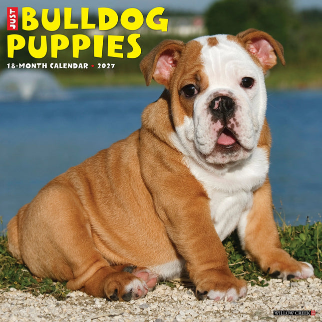 Willow Creek Engelse Bulldog Puppies Kalender 2027
