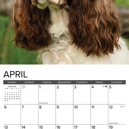 Willow Creek Engelse Springer Spaniel Kalender 2025