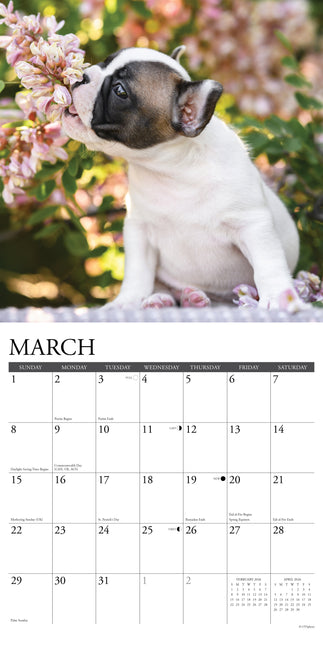 Willow Creek Franse Bulldog Puppies Kalender 2026