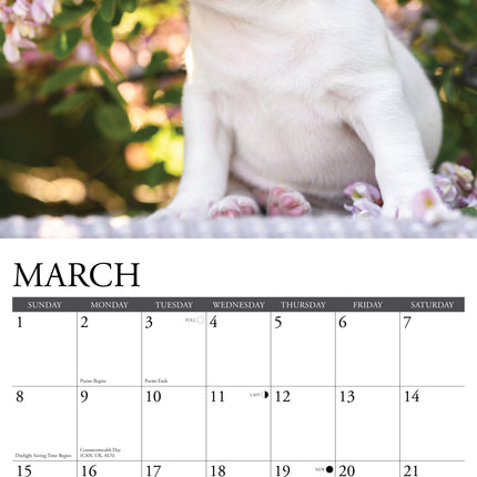 Willow Creek Franse Bulldog Puppies Kalender 2027