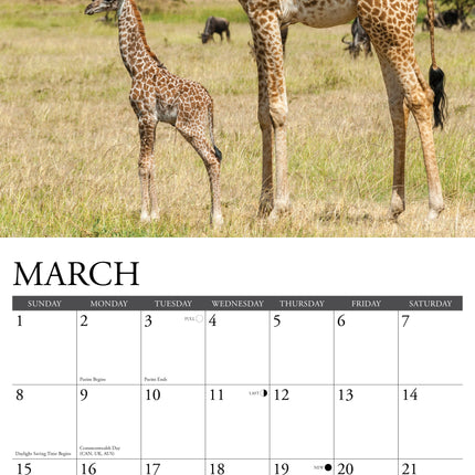 Willow Creek Giraffen Kalender 2026